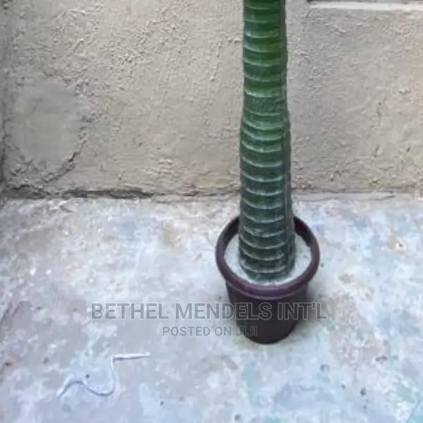 Artificial Flowers/Plants | Fake Coconut Palm Tree for Sale