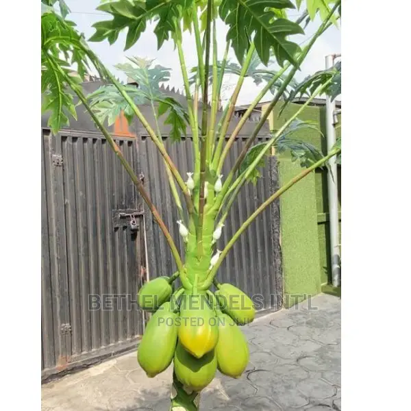 Fake 230cm Pawpaw Tree for Sale in Ikeja Lagos