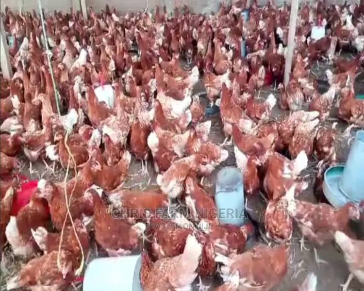 Point Of Lay Chicken Birds For Egg Production