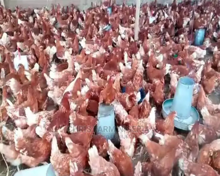 Point Of Lay Chicken Birds For Egg Production