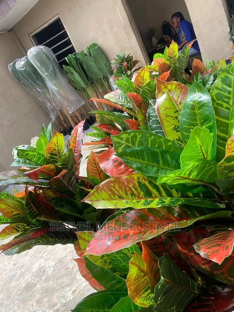 Artificial Banyan Plants for Bulk Sales in Ikeja Lagos