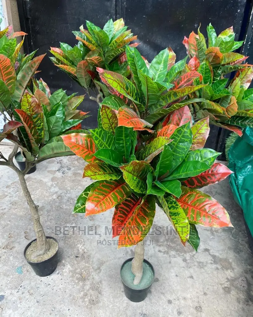 Artificial Banyan Plants for Bulk Sales in Ikeja Lagos