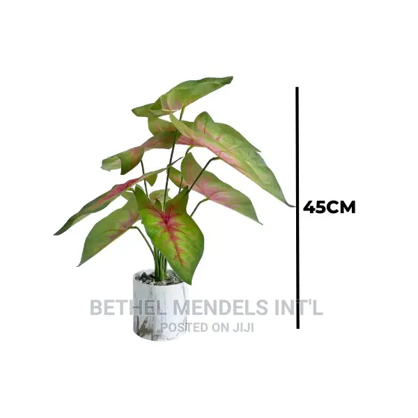 Artificial Angel Wings Plants | Interior Decor Plants Sales
