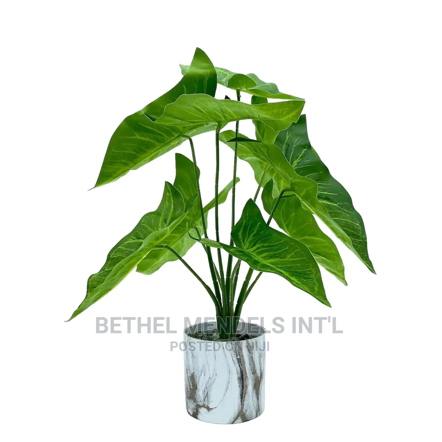 Artificial Angel Wings Plants | Interior Decor Plants Sales