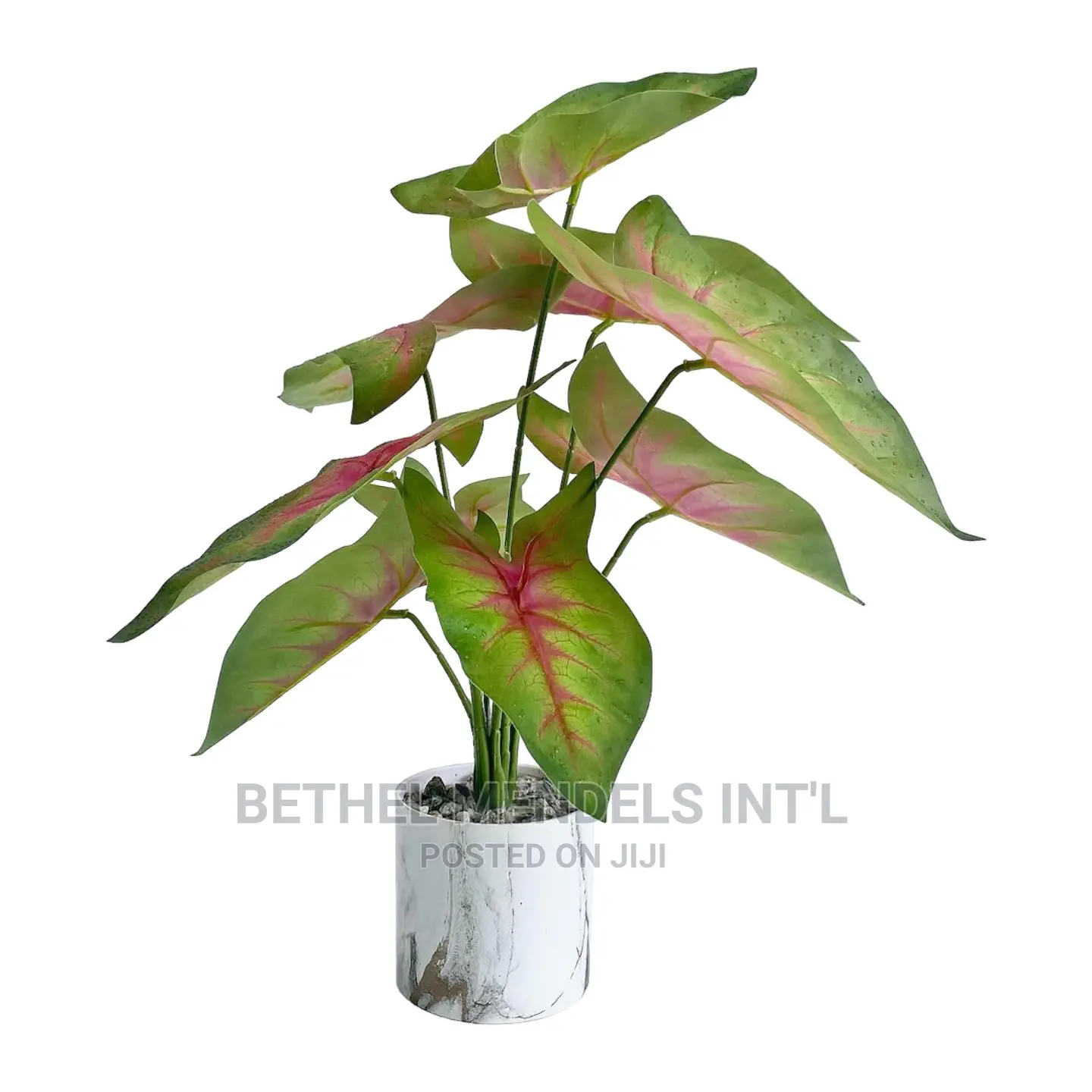 Artificial Angel Wings Plants | Interior Decor Plants Sales