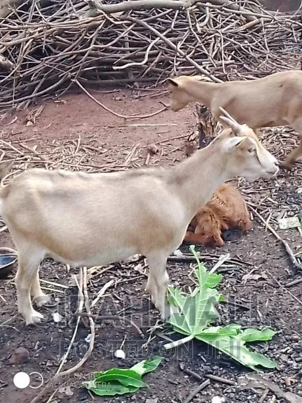Find Your Favorite Goat Here