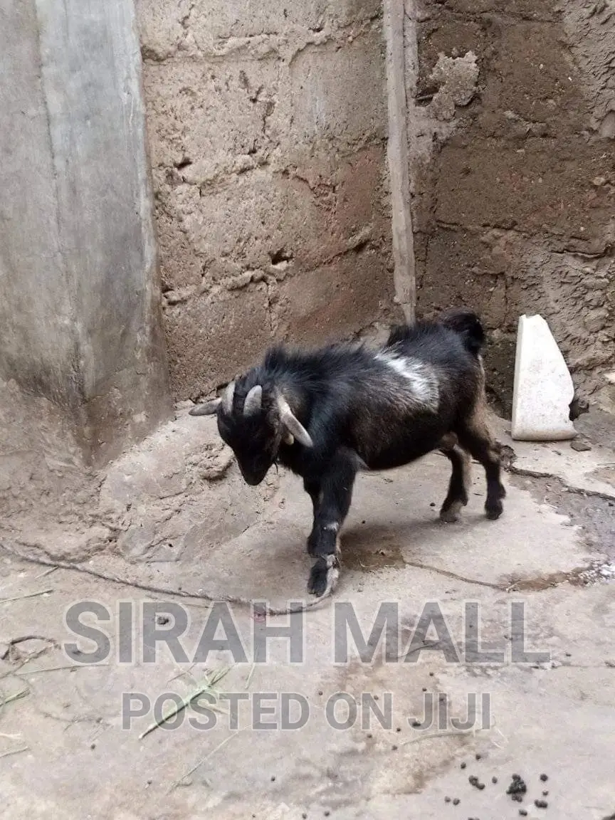 Find Your Favorite Goat Here