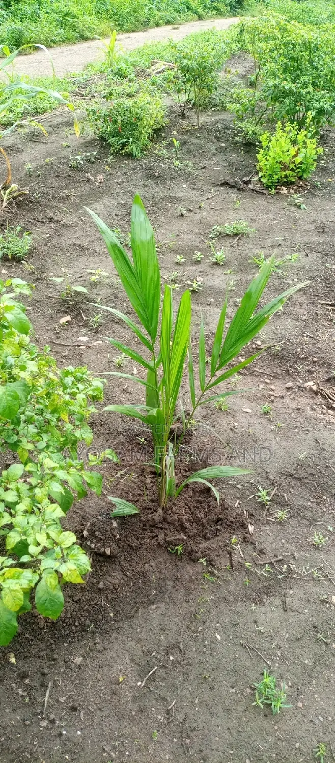 Tenera Hybrid Palm Oil Seedlings