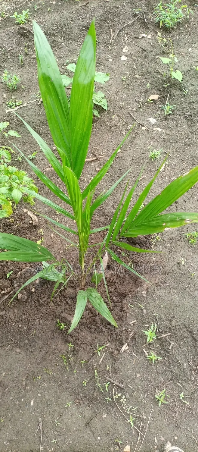 Tenera Hybrid Palm Oil Seedlings