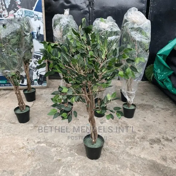 Artificial Ficus Trees Available for Bulk Purchases