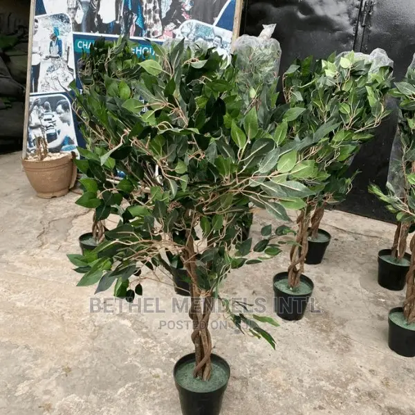 Artificial Ficus Trees Available for Bulk Purchases