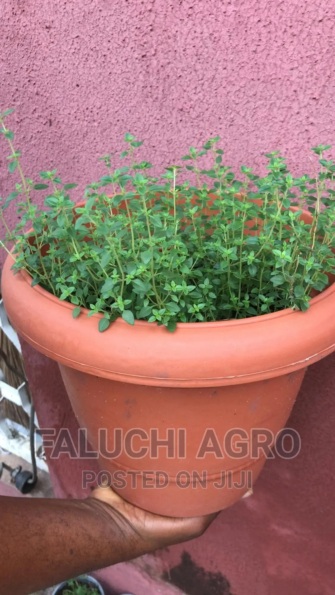 Potted Thyme Plant ( Ready to Use)