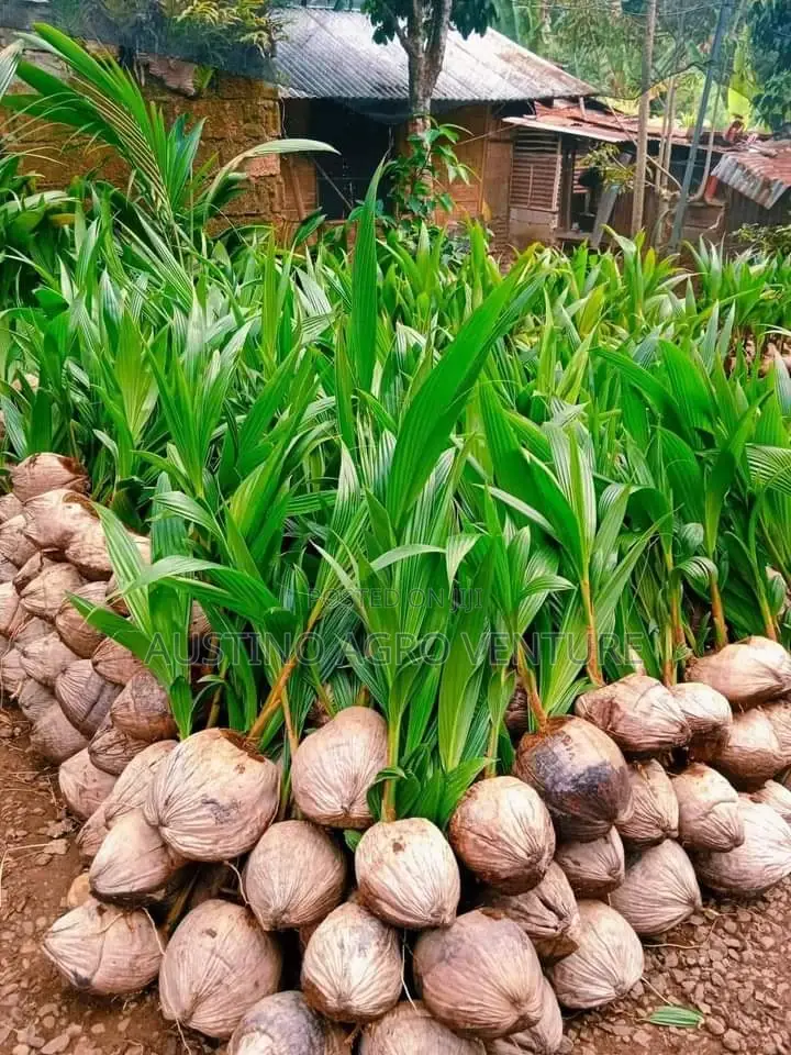 Hybrid Dwarf Coconut Seedlings