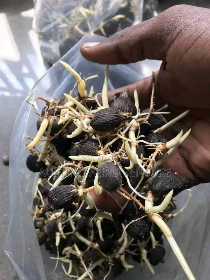 Our Malaysia Supergene F1 Sprouted Seed Is All You Need
