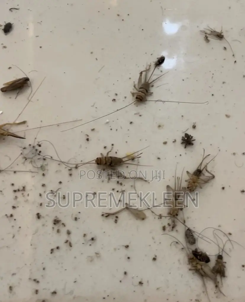 Fumigation Service, Pest Control Treatment