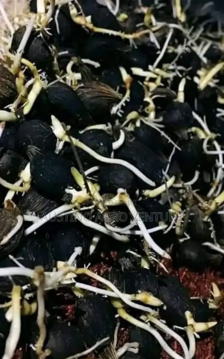 Well Sprouted Malaysia Supergene Seedlings
