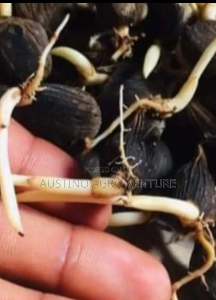 Well Sprouted Malaysia Supergene Seedlings