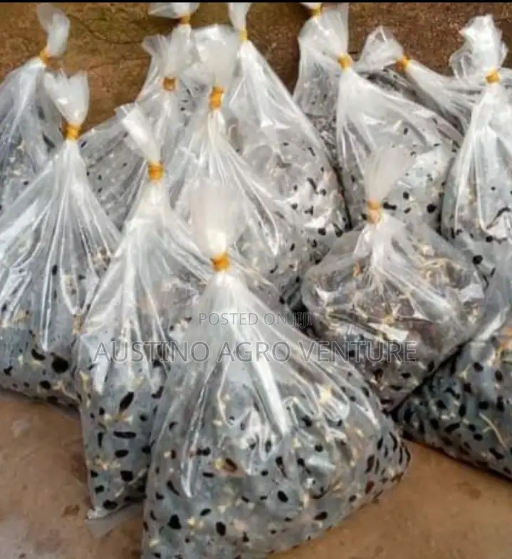 Well Sprouted Malaysia Supergene Seedlings