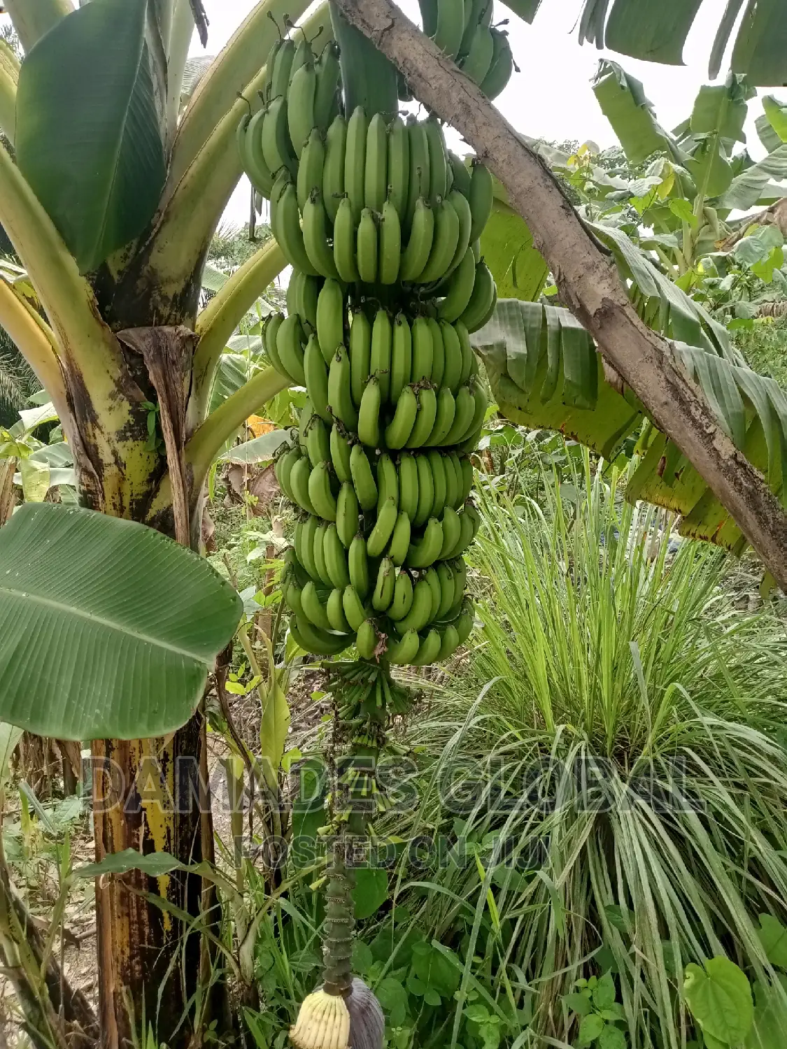 Dwarf Hybrid Banana Suckers (Fia Variety)