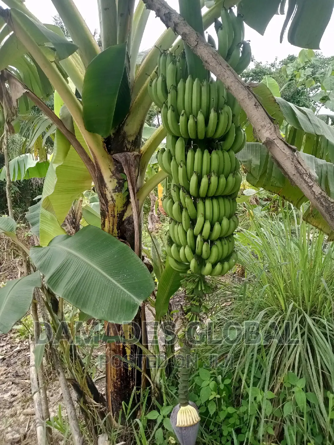 Dwarf Hybrid Banana Suckers (Fia Variety)