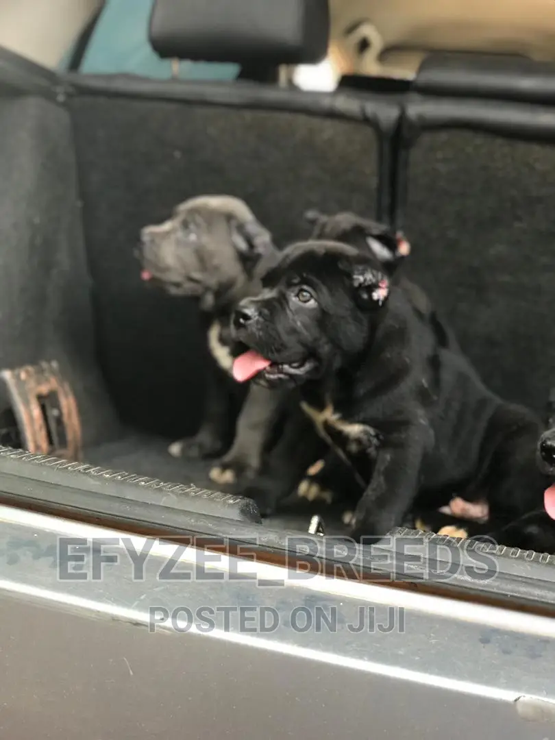 1-3 months Male Purebred Cane Corso