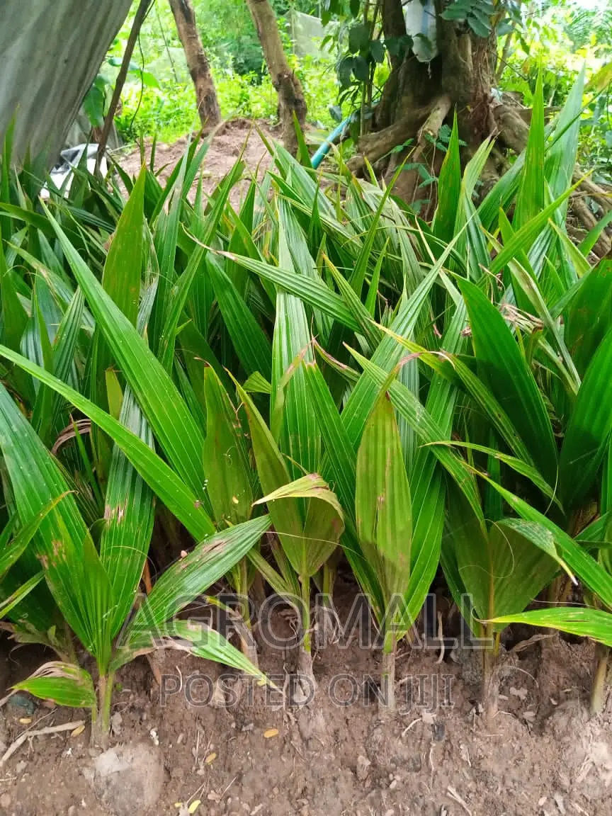 Dwarf Coconut _1 Seedling
