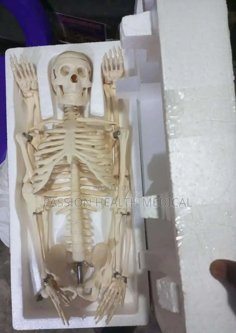 Medical Human Skeleton