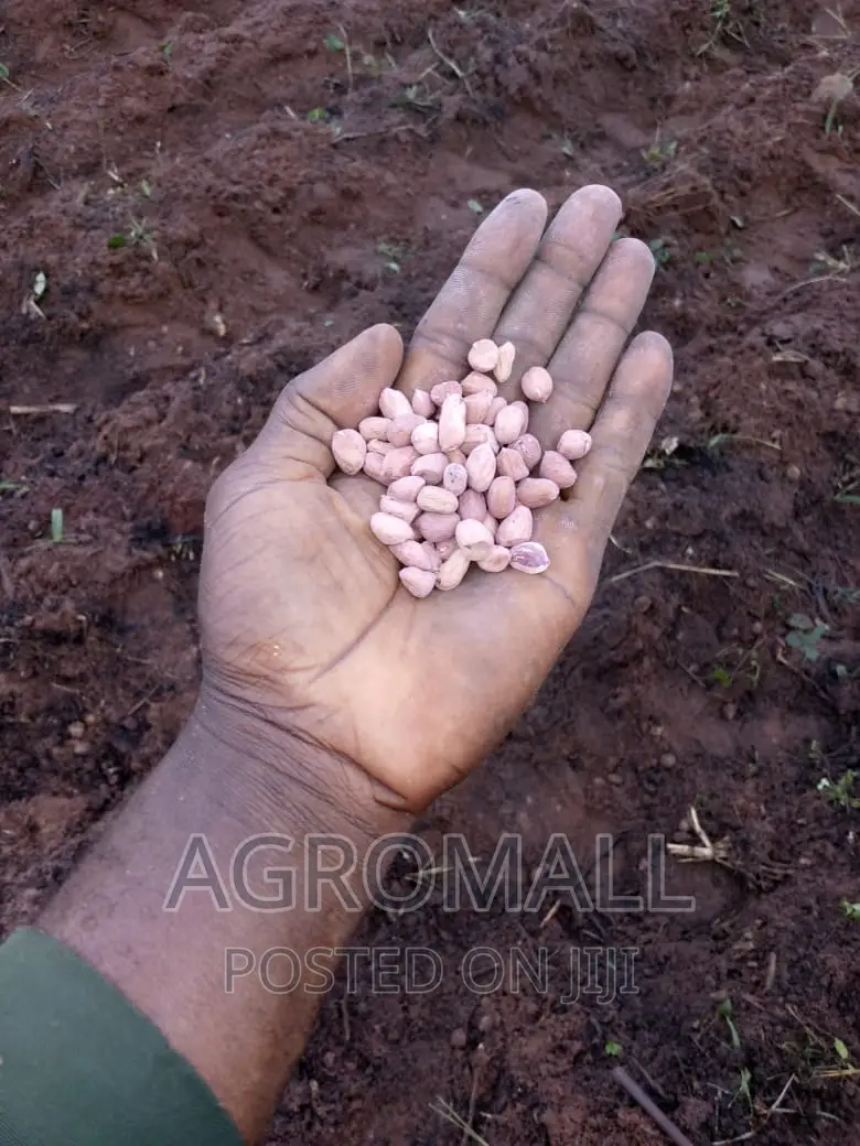 Hybrid Groundnut (SAMNUT)_1KG
