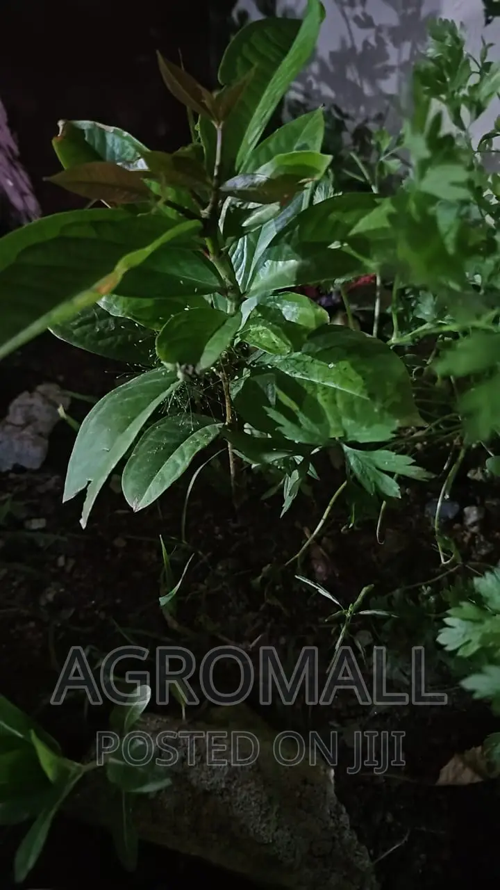 Bitter Kola/Kolanut Seedling