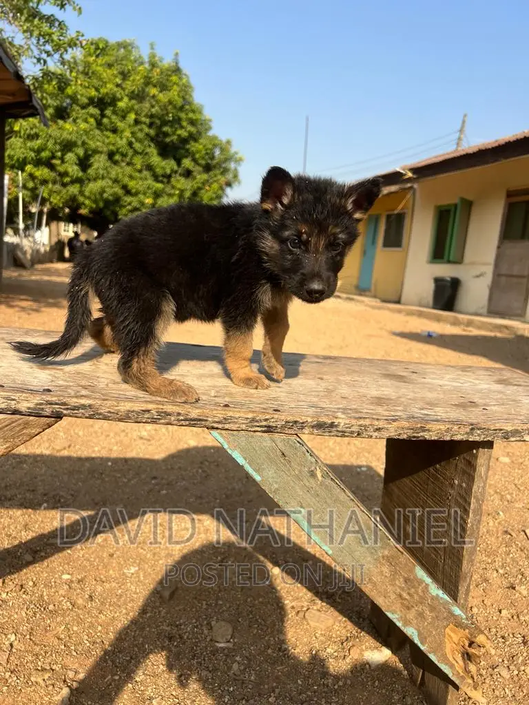1-3 months Female Purebred German Shepherd