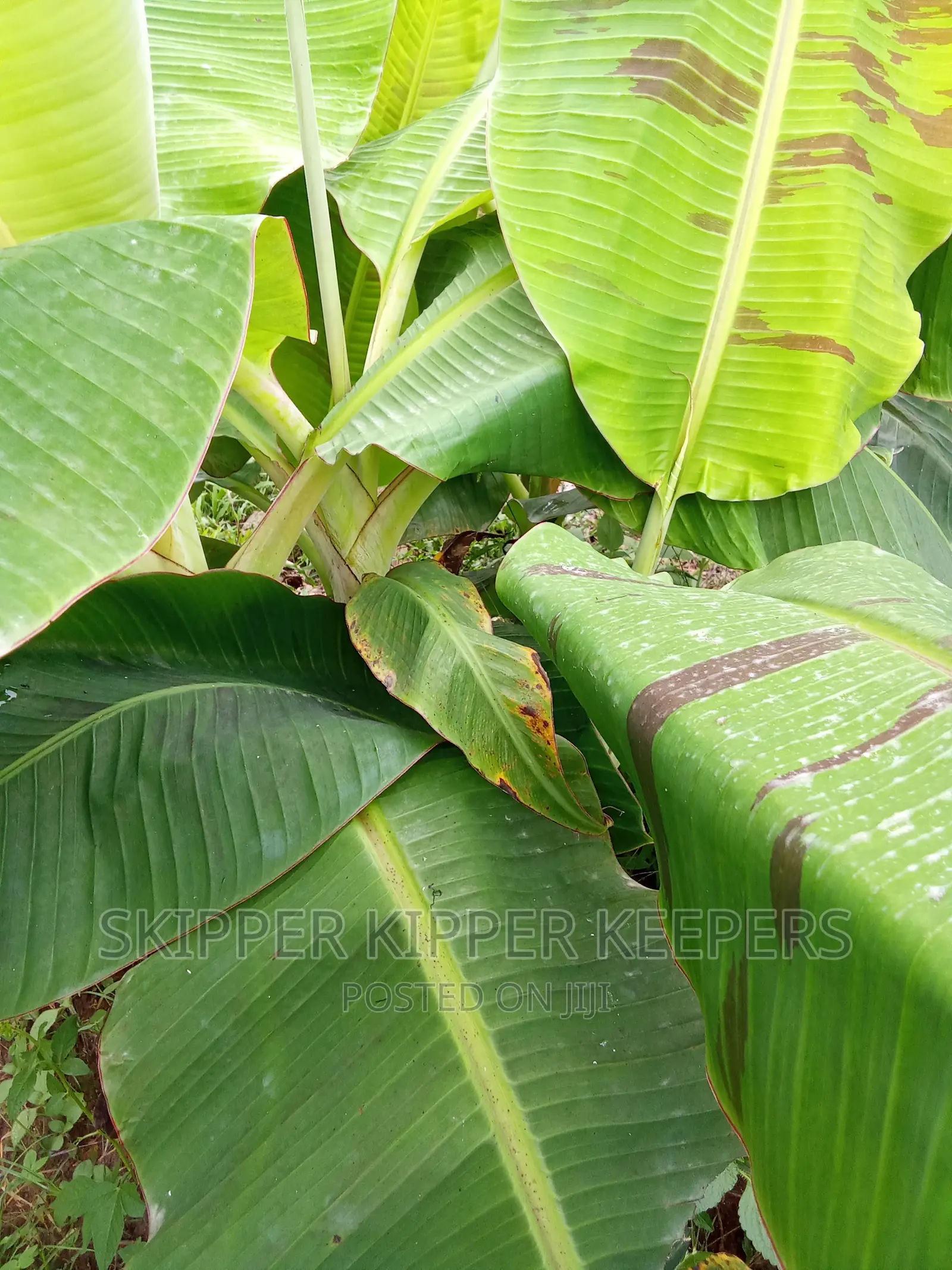 Plantain and Banana Suckers
