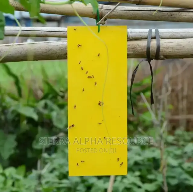 Insect Sticky Trap