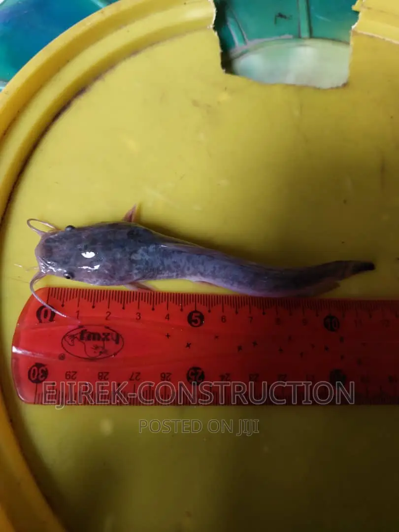 Juvenile Cat Fish