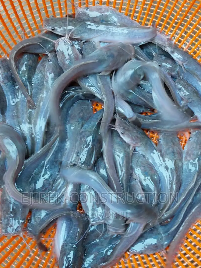 Juvenile Cat Fish