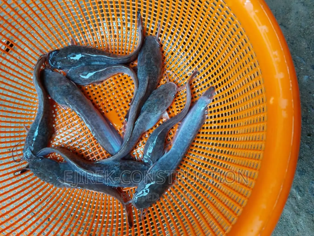 Juvenile Cat Fish