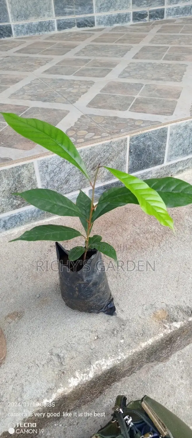 Agwalumo Seedlings for Sale