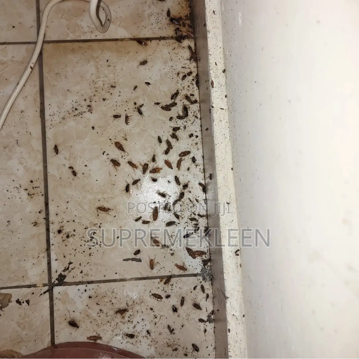 We Leave No Corners Untouched, Fumigation Cleaning Service