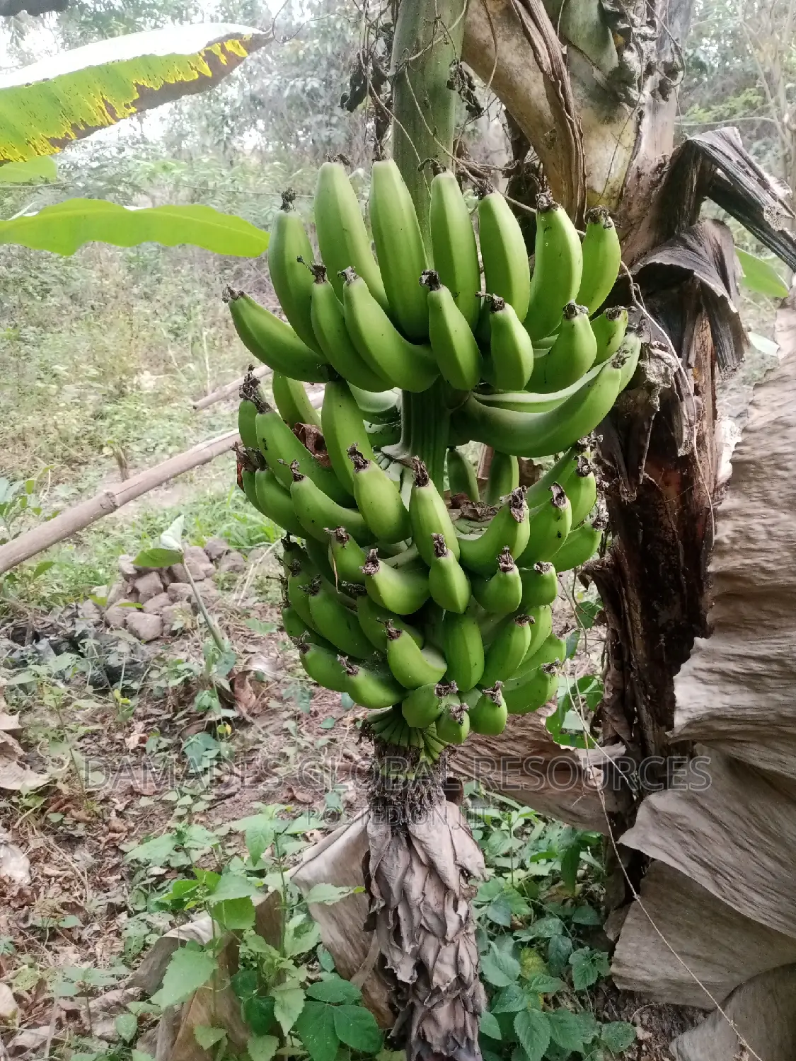 Dwarf Banana Suckers