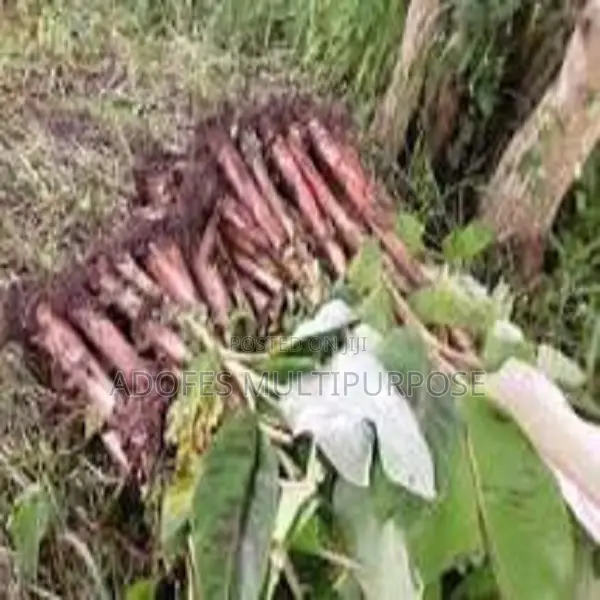 Plantain and Banana Suckers Hybrid