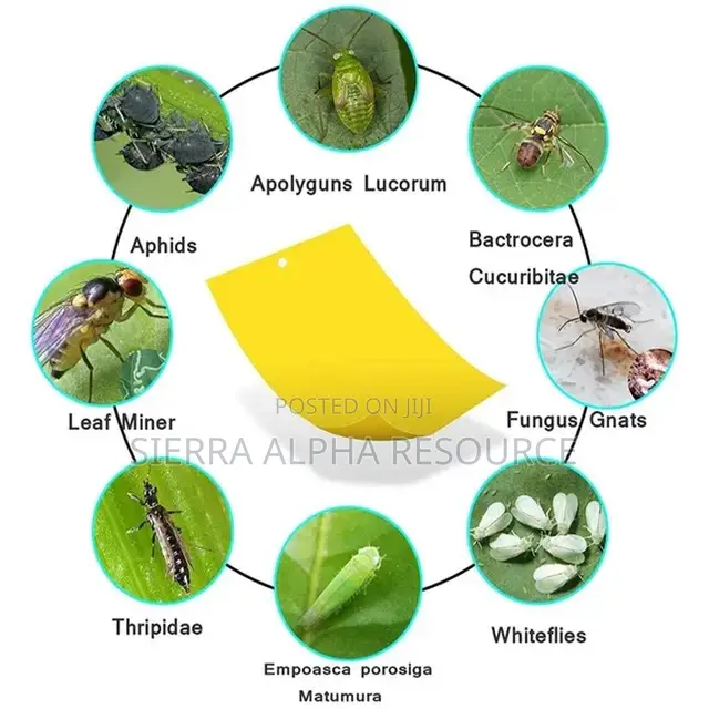 Insect Sticky Trap