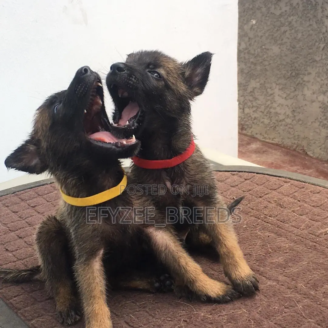 1-3 months Male Purebred Belgian Malinois