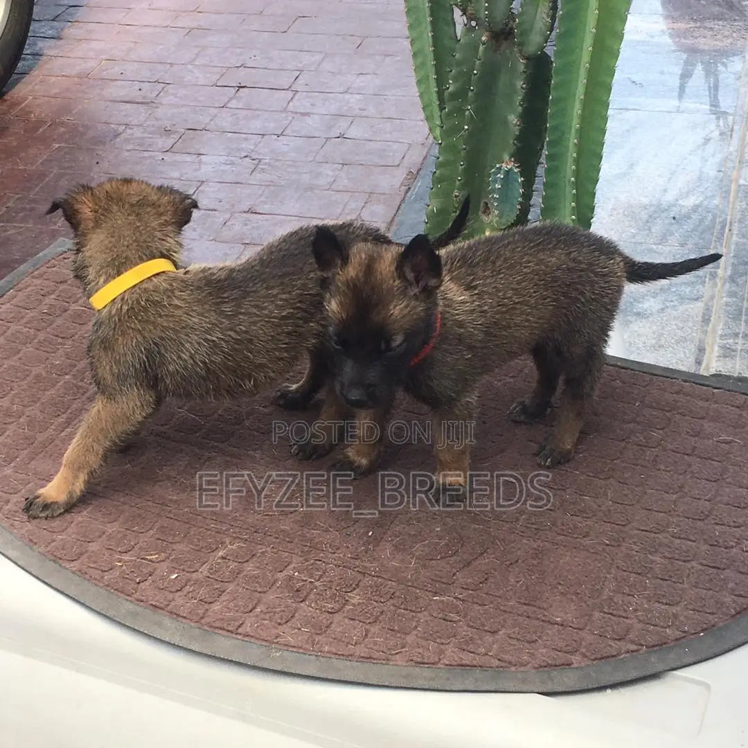 1-3 months Male Purebred Belgian Malinois