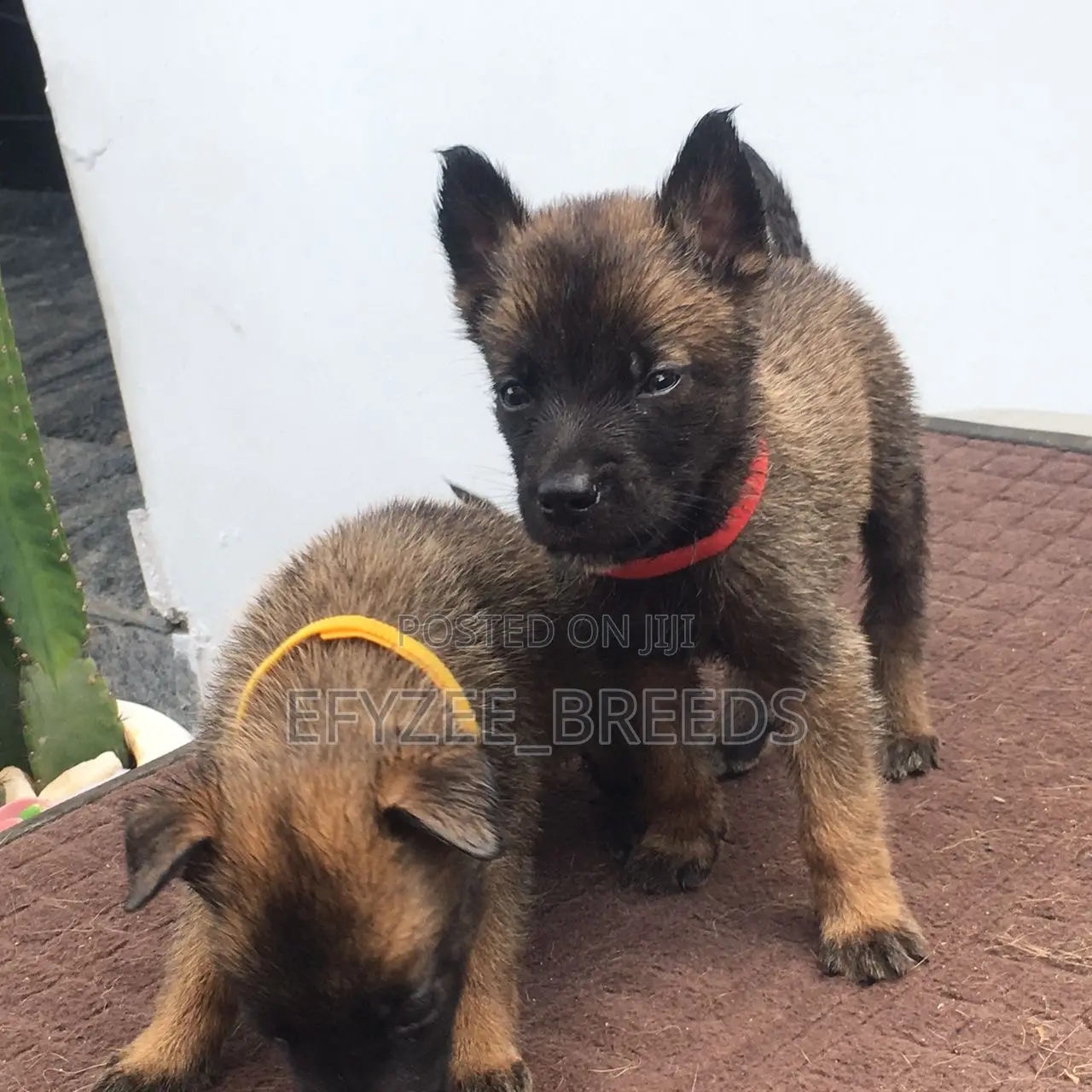 1-3 months Male Purebred Belgian Malinois
