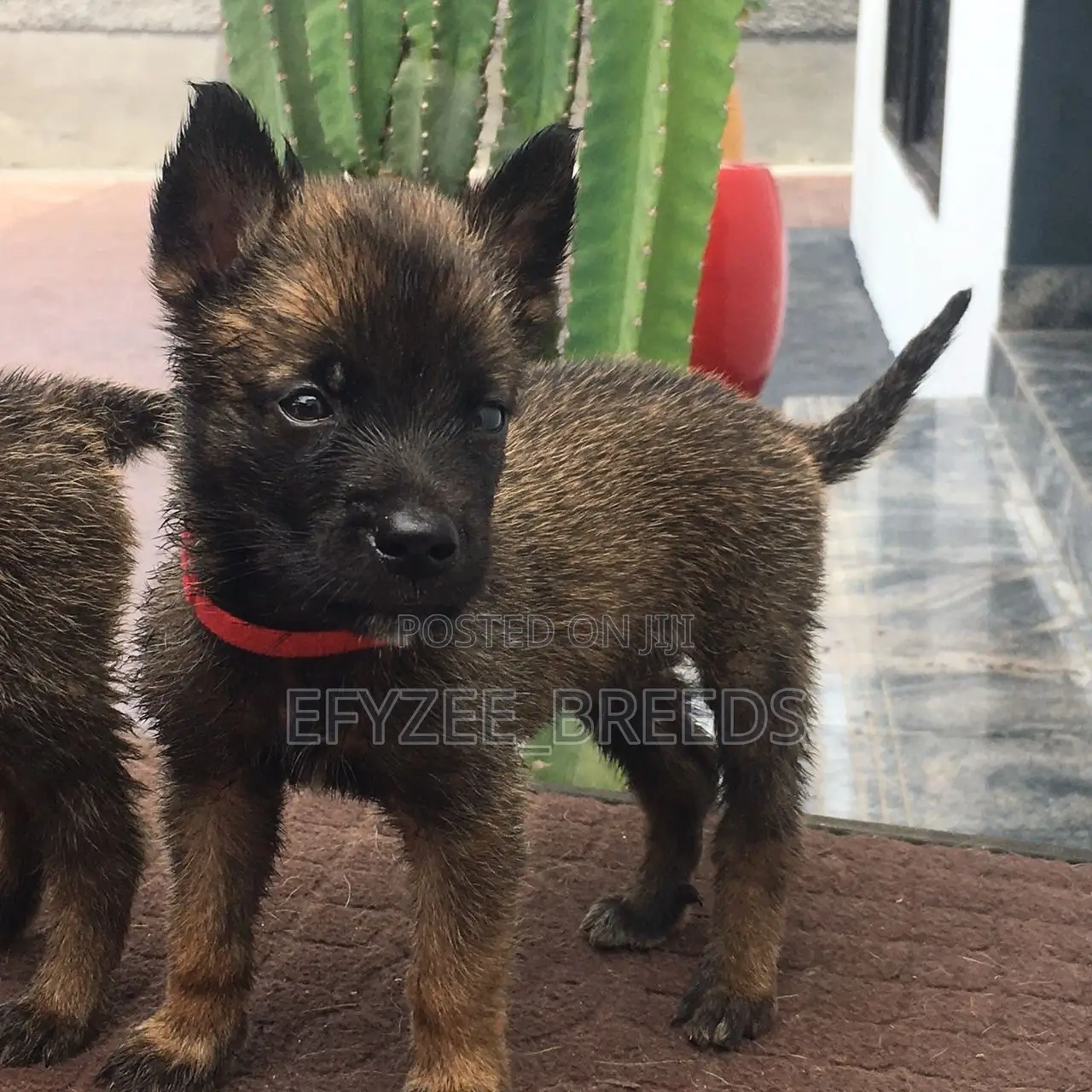 1-3 months Male Purebred Belgian Malinois