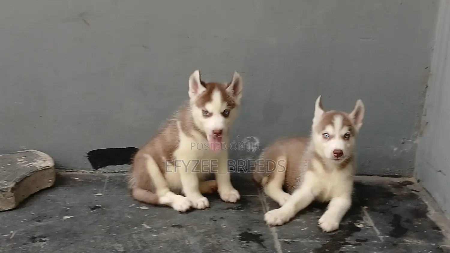 1-3 months Male Purebred Siberian Husky
