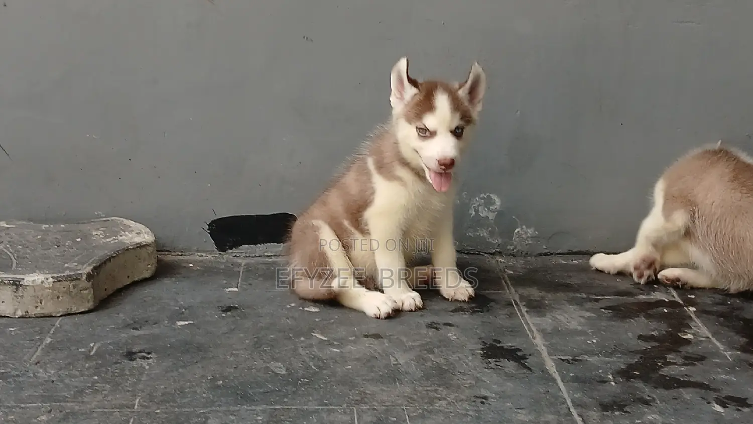 1-3 months Male Purebred Siberian Husky