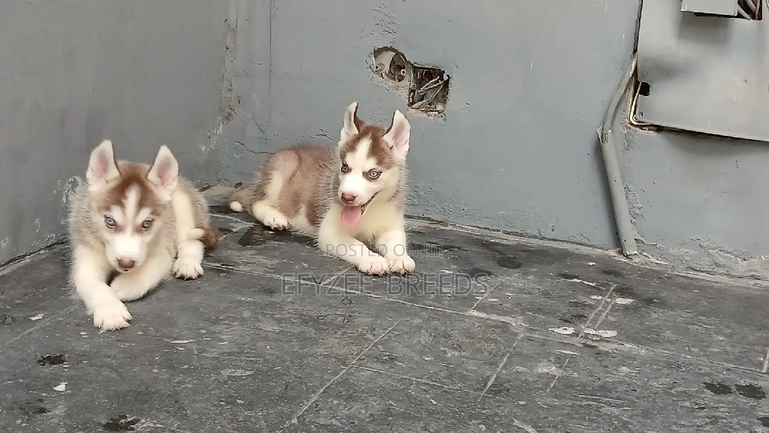 1-3 months Male Purebred Siberian Husky