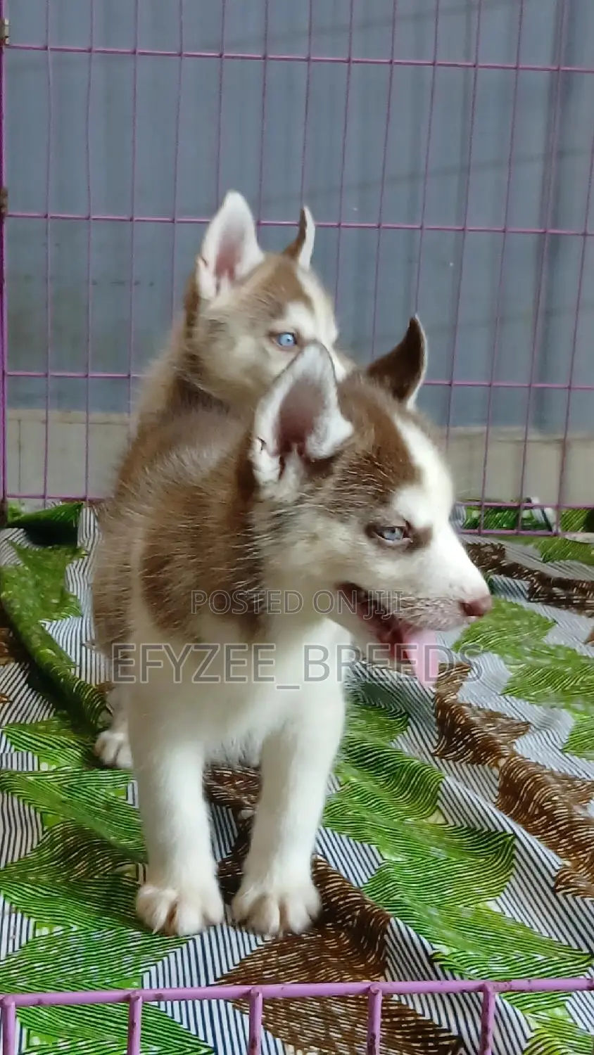 1-3 months Male Purebred Siberian Husky