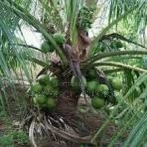 Hybrid Dwarf Coconut Seedlings