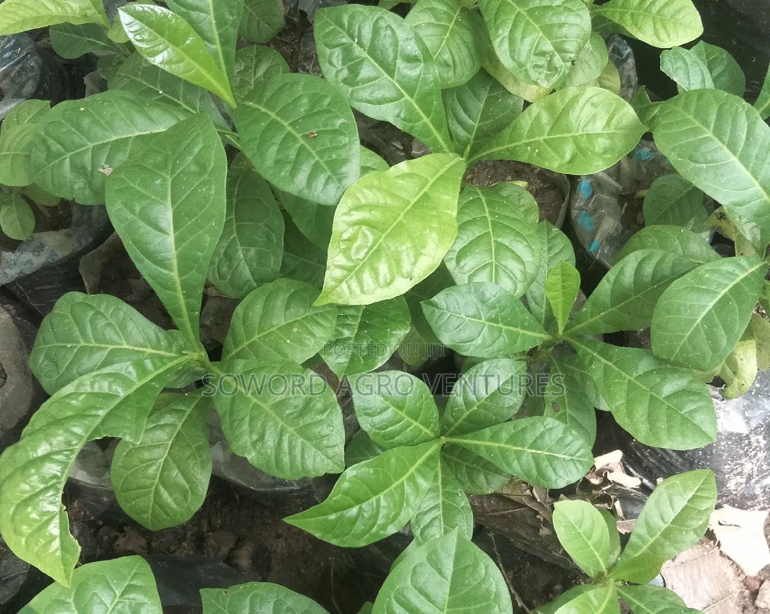 Calabash Seedlings (Miracle Tree)